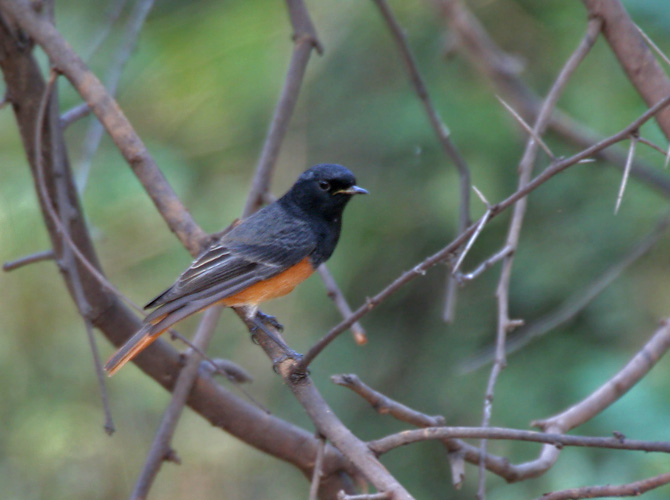 Black Redstart Phoenicurus ochruros at Sindhrot near Vadodara Gujrat Pix 119
